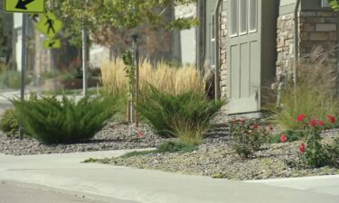 Castle Rock will likely follow Aurora's example and limit where and how much cool weather turf can be used in new developments.