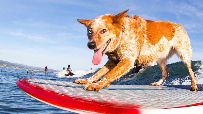 Legendary Santa Cruz dog surfer to retire at World Dog Surfing