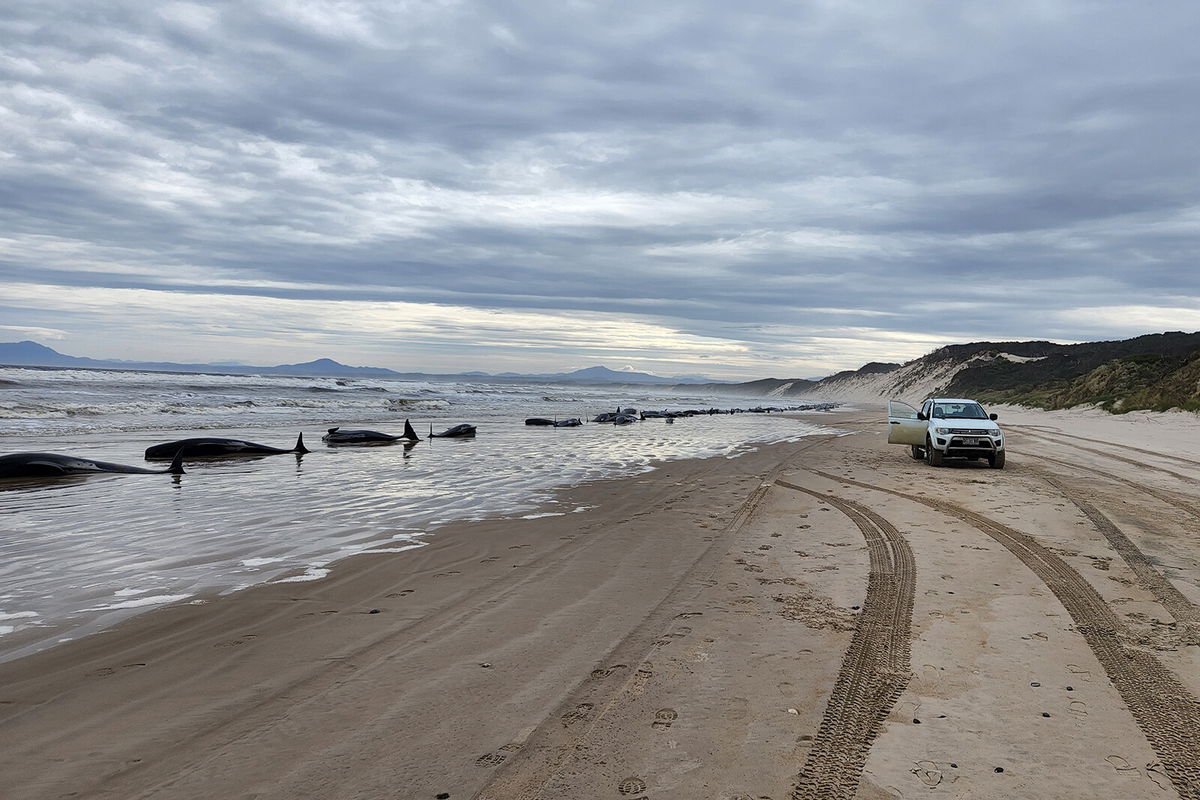 <i>Huon Aquaculture/Getty Images</i><br/>The Macquarie Harbour on Tasmania's west coast is pictured here. Hundreds of whales are beached along the shoreline.