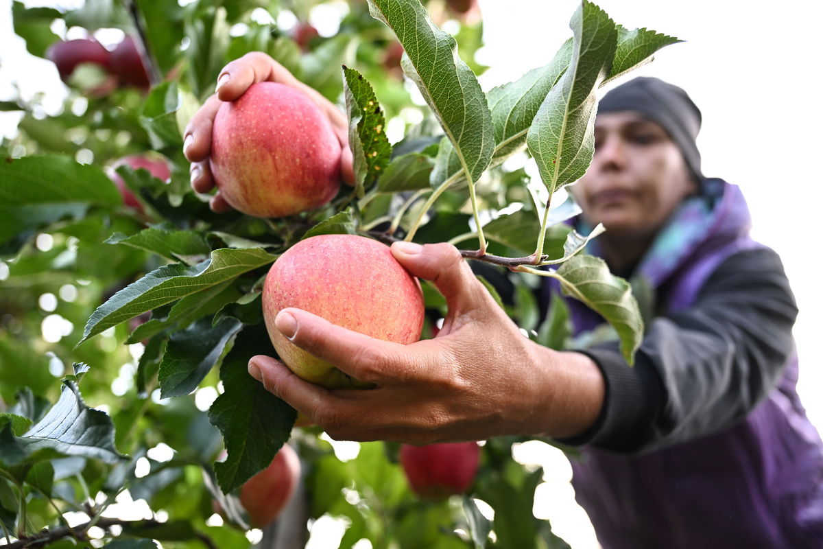 <i>Felix Kästle/picture alliance/Getty Images</i><br/>Eating more produce and less meat like beef can help reduce greenhouse gas emissions.