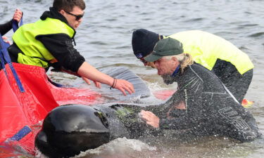 Rescuers in Tasmania release a stranded pilot whale back into the ocean.