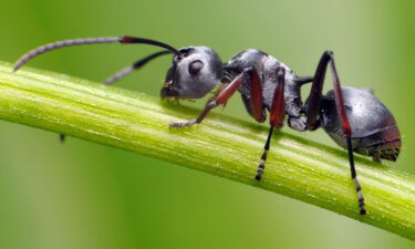 There are an estimated  3 quadrillion ground-dwelling ants.