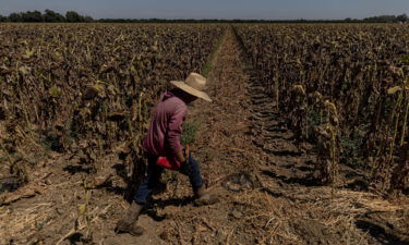 The extreme weather is forecast as Tropical Storm Kay moves northward after making landfall in Mexico as a Category 1 hurricane on September 8. A worker is seen here near Sacramento