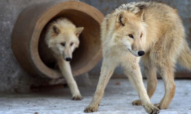 Arctic wolves are seen at Harbin Polarland in Harbin