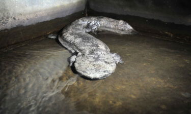 A Chinese giant salamander pictured at a local breeding facility.