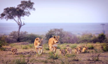 Lionesses with cubs