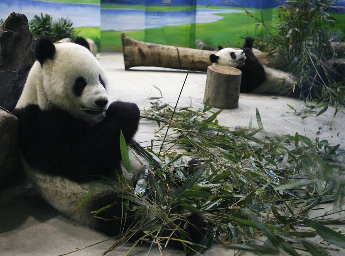 <i>AFP/Getty Images</i><br/>Taiwan's giant panda 'Tuan Tuan' has a life-threatening brain disease. China has been asked to help. Tuan Tuan and Yuan Yuan