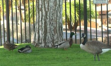 Nearly 30 birds all infected with bird flu found dead in a Chandler community.