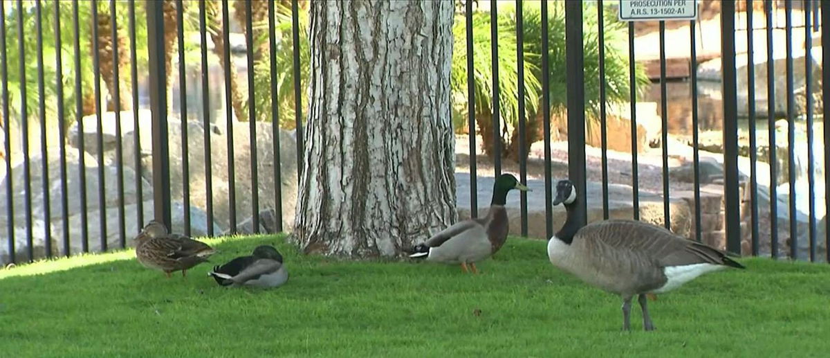 <i>KTVK/KPHO</i><br/>Nearly 30 birds all infected with bird flu found dead in a Chandler community.