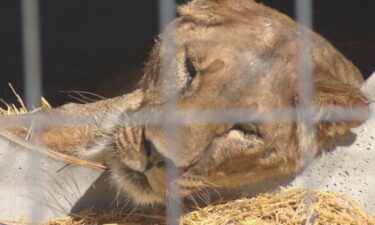 That life for the lions came to an end when Russia invaded Ukraine. They had to be evacuated to Romania to save them from the bombing. They stayed there while zookeepers tried to find them a new home. That's when Colorado's The Wild Animal Sanctuary got involved.