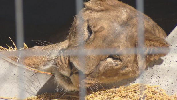 <i>KCNC</i><br/>That life for the lions came to an end when Russia invaded Ukraine. They had to be evacuated to Romania to save them from the bombing. They stayed there while zookeepers tried to find them a new home. That's when Colorado's The Wild Animal Sanctuary got involved.