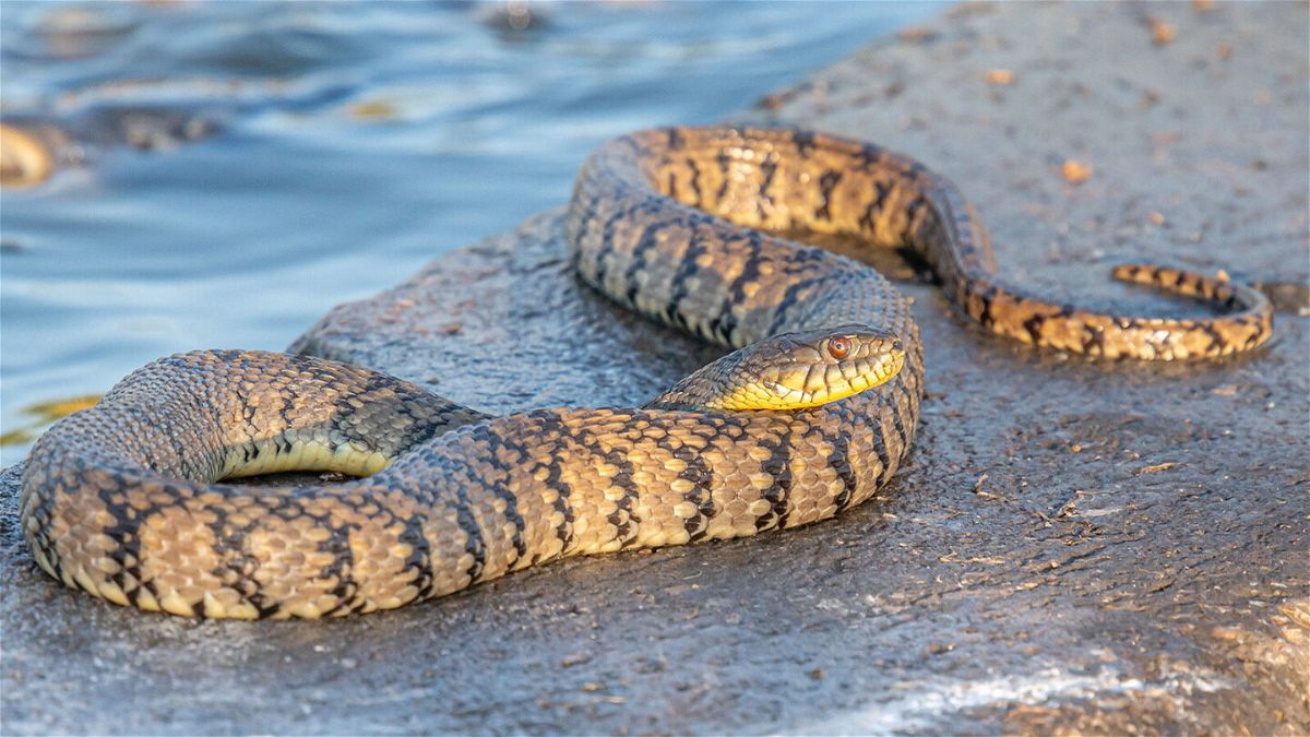 Colorado woman 'terrified' to discover 4-foot snake slither out of
