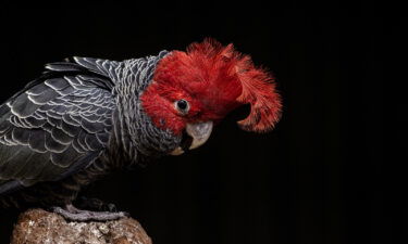 On October 4 Australia announced a 10-year plan to prevent any more species from dying out in the country by protecting its most threatened plants and animals. Australia listed the gang-gang cockatoo as an endangered species in March