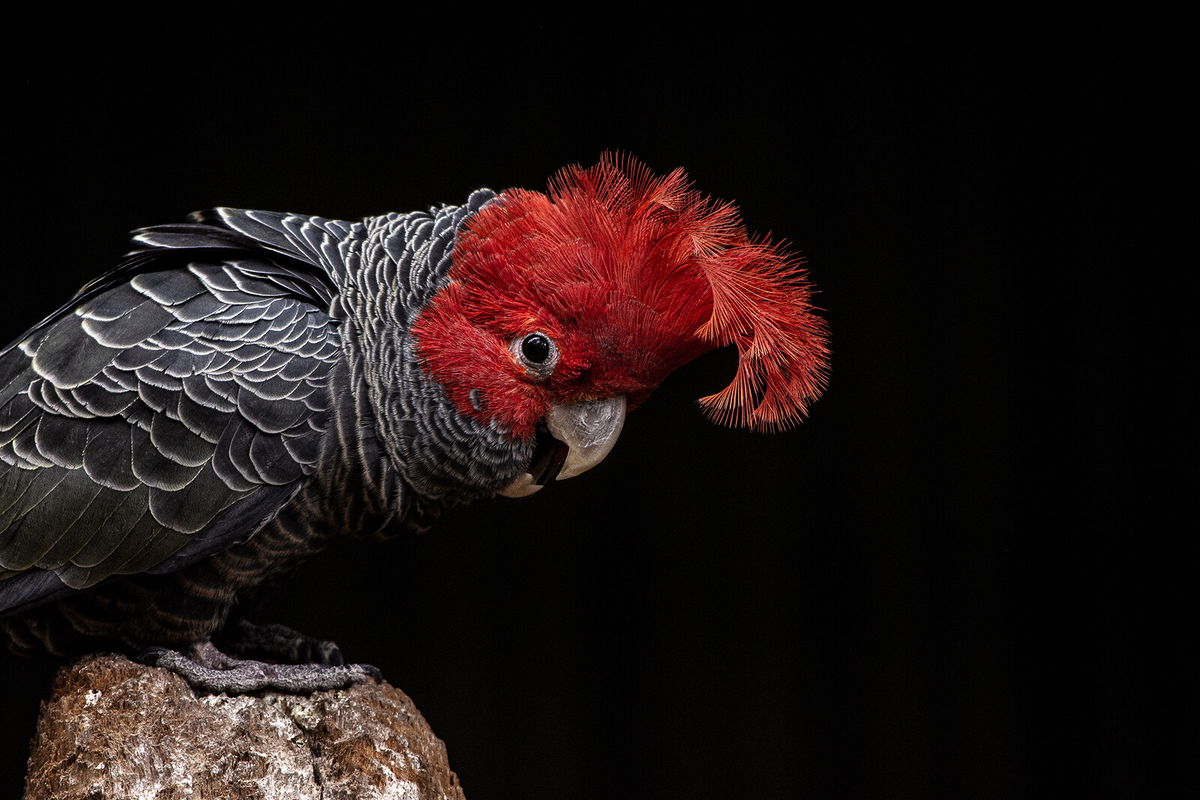 <i>Paulo Lagos/Adobe Stock</i><br/>On October 4 Australia announced a 10-year plan to prevent any more species from dying out in the country by protecting its most threatened plants and animals. Australia listed the gang-gang cockatoo as an endangered species in March