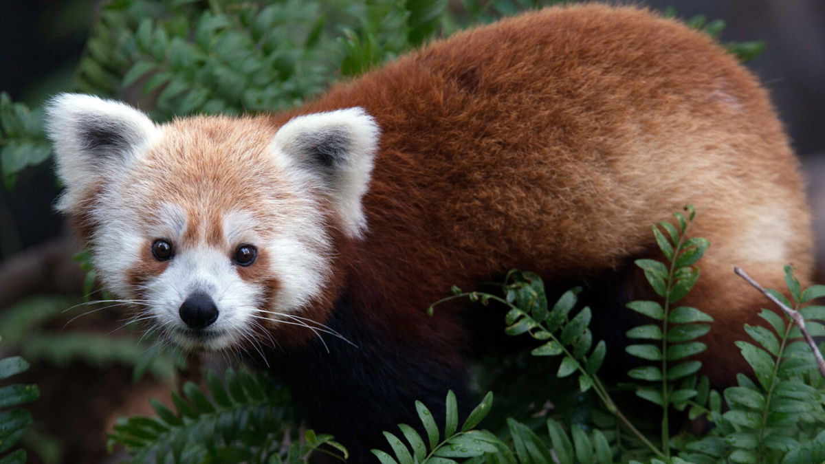 <i>Abby Wood/Smithsonian National Zoo via Getty Images</i><br/>After going missing