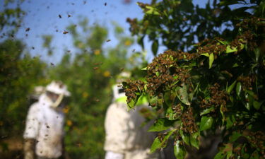 The density of the honeybee swarm affects the size of the electrical charge.