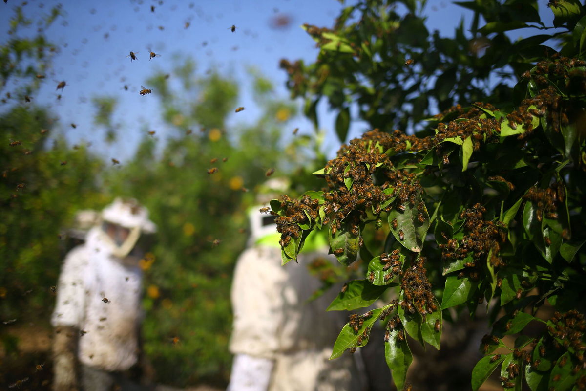 <i>Mohammed Abed/AFP/Getty Images</i><br/>The density of the honeybee swarm affects the size of the electrical charge.