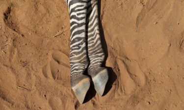A grueling two-year drought in Kenya has wiped out 2% of the world's rarest zebra species and increased elephant deaths as well