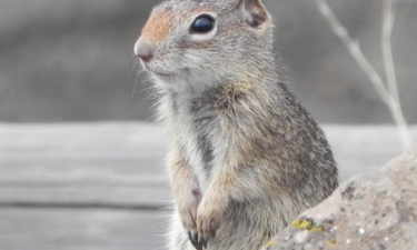 25 endangered animals that only live in America