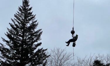 From NC to DC: Capitol Christmas tree harvested from Pisgah National Forest