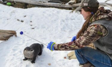 ZooMontana's Lead Wetlands Keeper Allyson Dredla feeds an otter during training at the Zoo on Wednesday