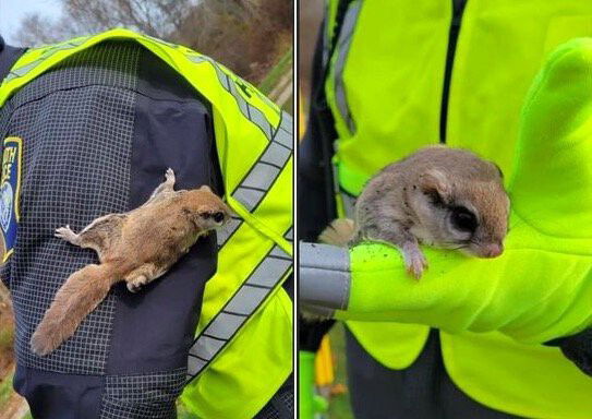 <i>Plymouth Police Department/Facebook</i><br/>A Plymouth police officer met an unexpected member of the community during his shift this weekend. Officer Andrew Whelan was directing traffic when a flying squirrel landed on him