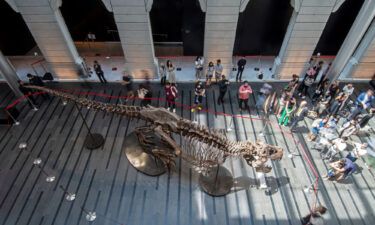 Visitors look at the skeleton of a Tyrannosaurus Rex named Shen at the Victoria Theatre and Concert Hall in Singapore on October 28.