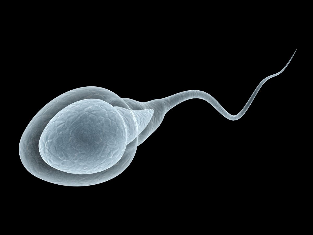 <i>Shutterstock</i><br/>Human sperm counts appear to have fallen by more than 50% around the globe over the past 50 years.