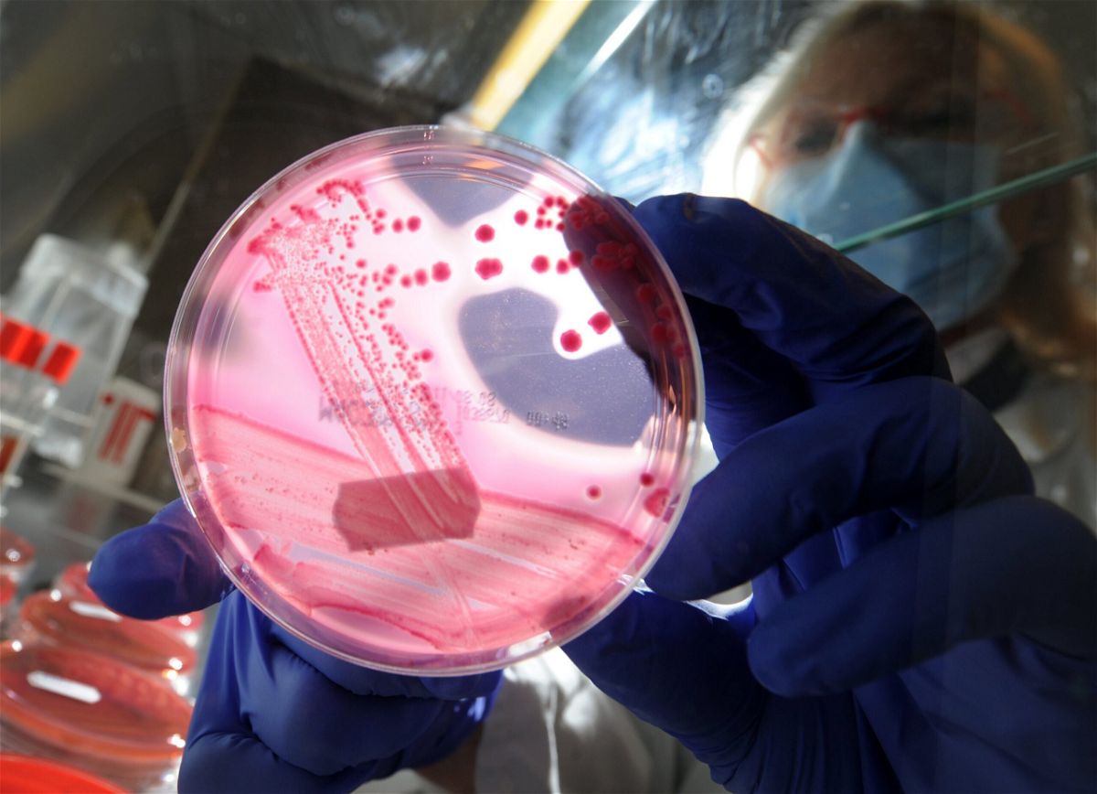 <i>CHRISTIAN CHARISIUS/AFP/Getty Images/FILE</i><br/>A medical-technical assistant holds a petri dish with a culture medium and bacterial strains of enterohaemorrhagic E. coli (EHEC) in Germany in May 2011. A new antibiotic appears to be effective against urinary tract infections.
