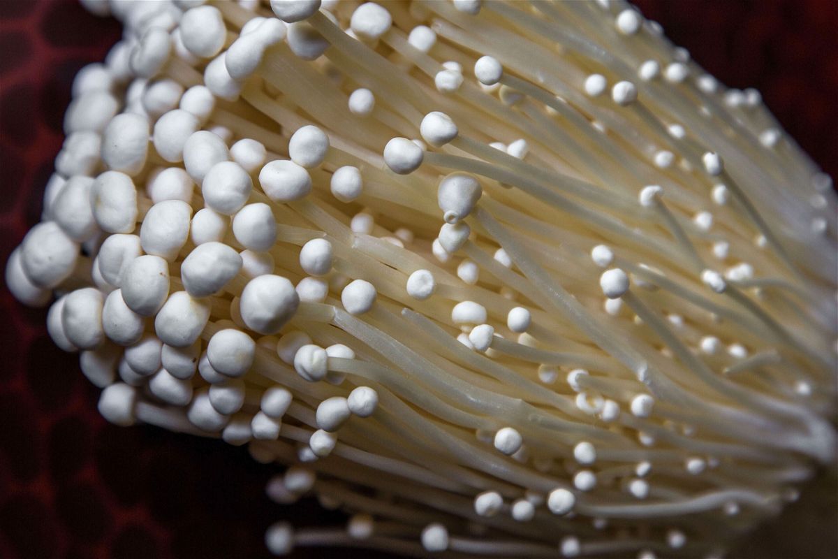 <i>John S Lander/LightRocket/Getty Images</i><br/>Green Day Produce has recalled its enoki mushroom packages due to a potential Listeria monocytogenes contamination.
