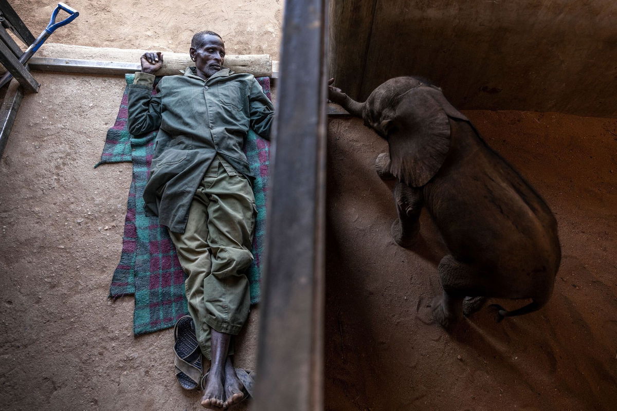 <i>Luis Tato/AFP/Getty Images</i><br/>Hundreds of elephants