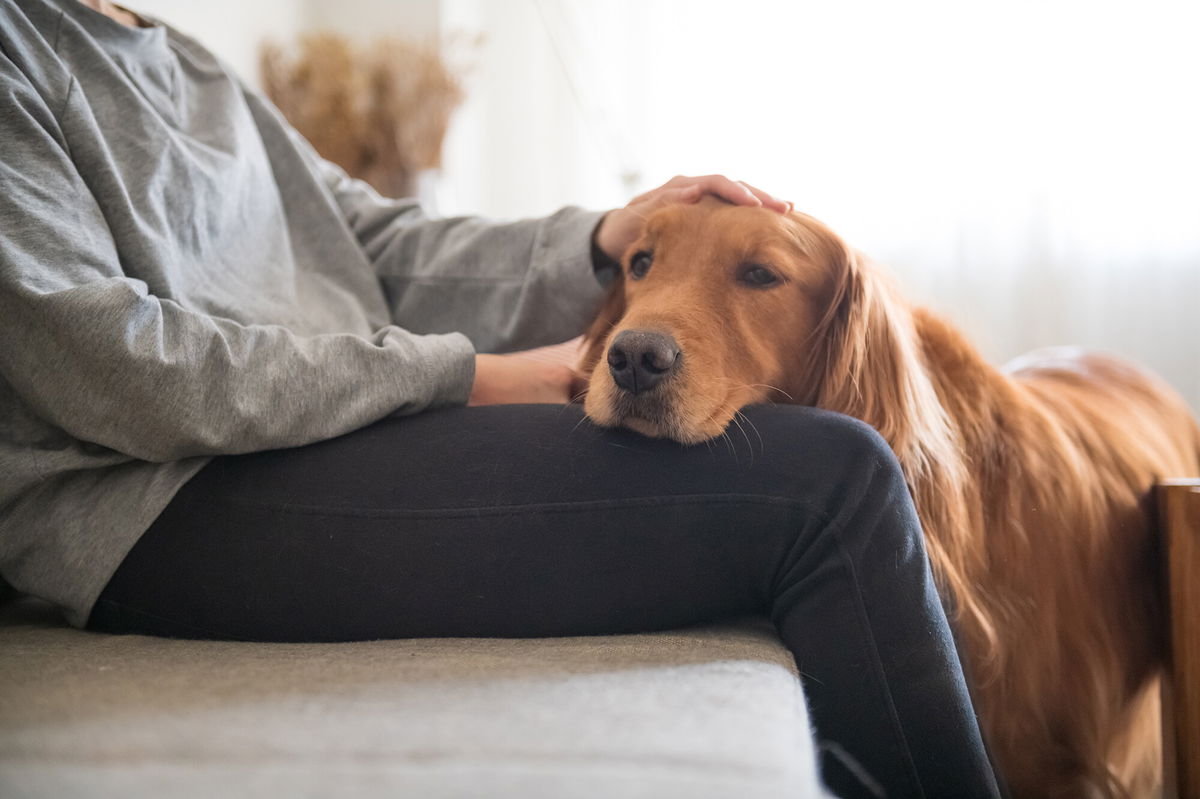 <i>Adobe Stock</i><br/>When you have a strong bond with your dog