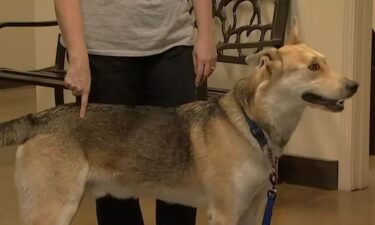 A woman's missing dog is found 1