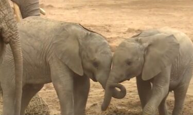 KETV Newswatch 7 gets a glimpse behind the glass at how keepers give animals an outlet for natural instincts.