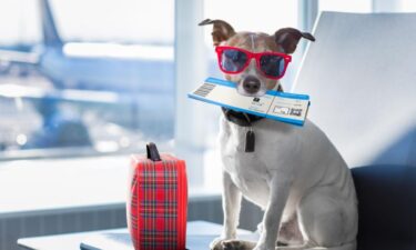 How to prepare for holiday travel with a pet