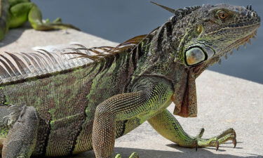 A large green iguana ended up on a transformer at Lake Worth Beach's Sixth Avenue substation