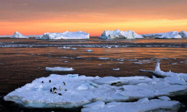 Adelie penguins on sea ice in East Antarctica in 2010.