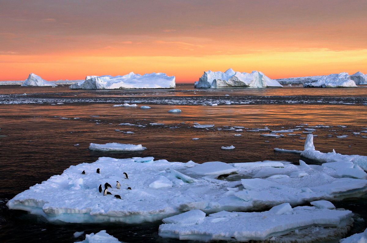 <i>Pauline Askin/Reuters</i><br/>Adelie penguins on sea ice in East Antarctica in 2010.