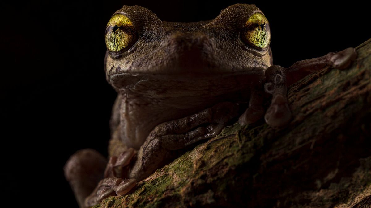 <i>Roberto Garcia Roa</i><br/>A Helena's tree frog