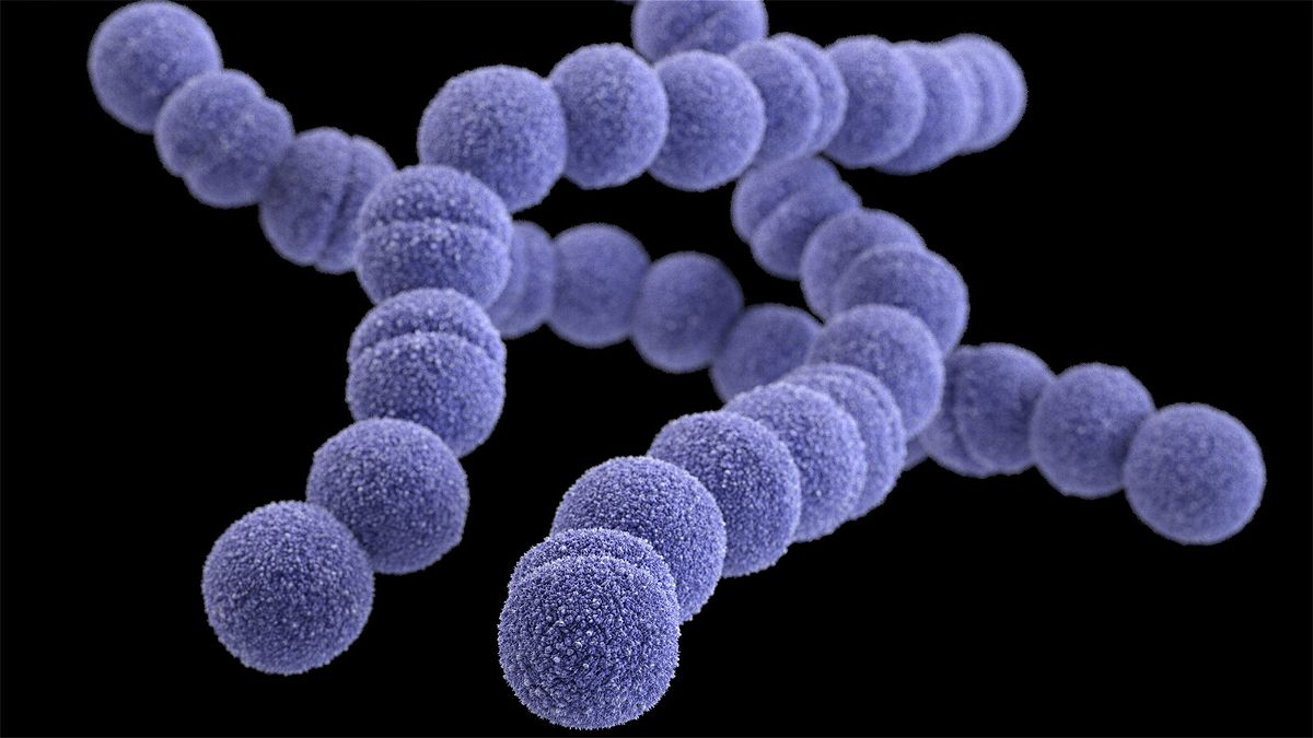 Group A Streptococcus infections are rising in the UK