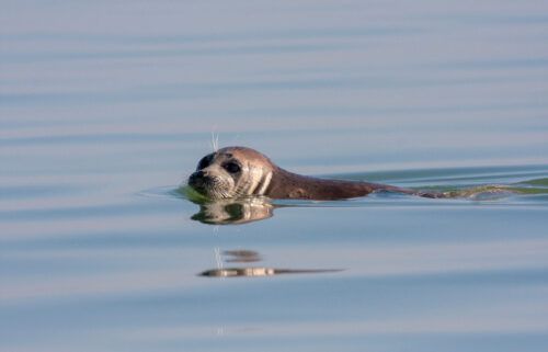 A Caspian seal swimming in the Caspian Sea. Around 700 endangered seals have been found dead on Russia's Caspian coast in the North Caucasus