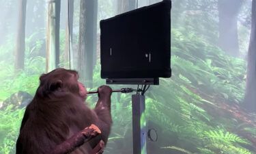 Elon Musk's Neuralink says this monkey is playing Pong with its mind.