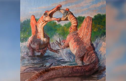 Spinosaurus stood on its hind legs and walked upright