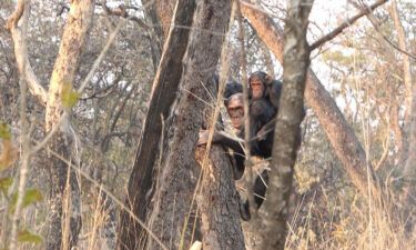 Scientists studied 13 adult chimpanzees living in Tanzania.