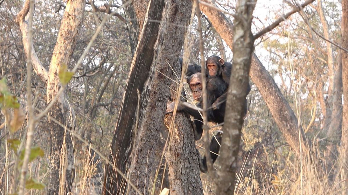 <i>Rhianna Drummond-Clarke/AAAS</i><br/>Scientists studied 13 adult chimpanzees living in Tanzania.