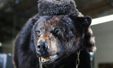 The Kentucky for Kentucky Fun Mall in Lexington claims to have the stuffed remains of the "Cocaine Bear" on display.  Shown in March 4