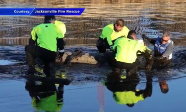 A manatee was freed from a mudbank after fire officials with Jacksonville Florida Fire and Recue spotted the animal.