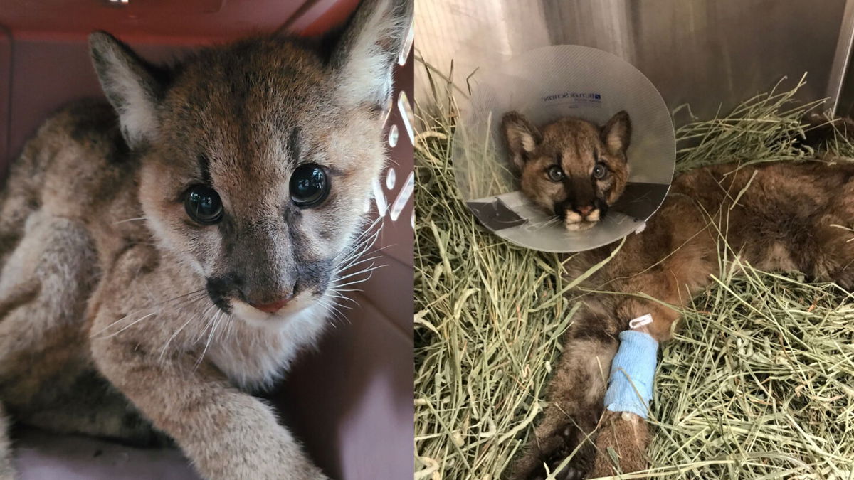 Oakland Zoo helping second Santa Cruz County cub KION546