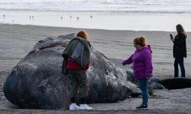 A dead grey whale calf washed up on the shores of Fort Stevens State Park.