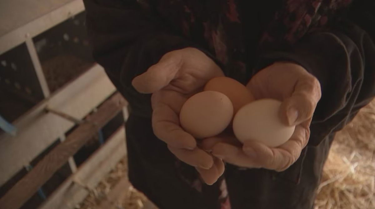 <i></i><br/>A Las Vegas egg producer talks about sky-high egg prices.